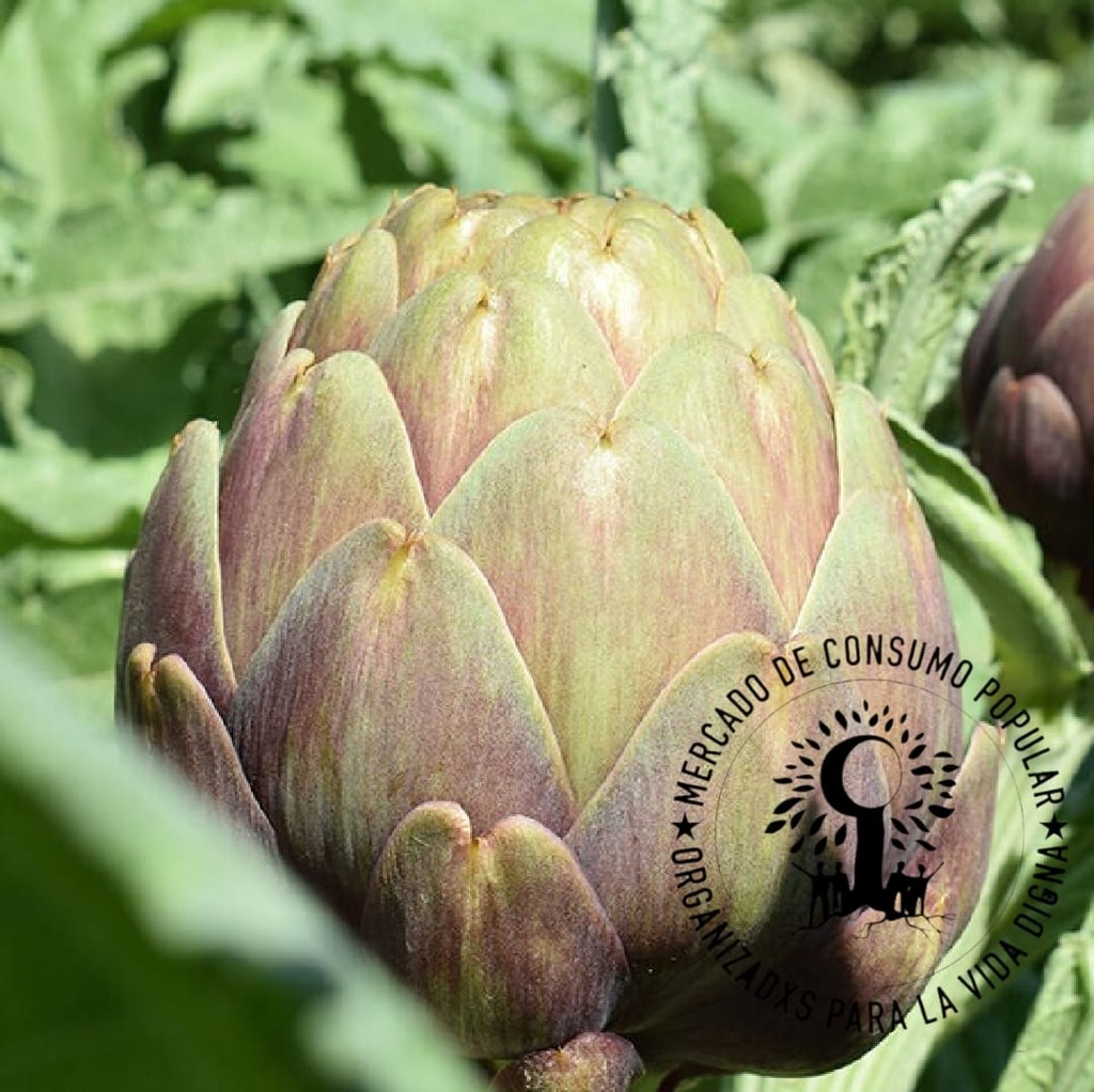 Alcaucil AGROECOLÓGICO - Precio x unidad - Prod. 1610